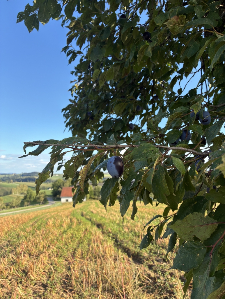 Zwetschken aus dem Mühlviertel